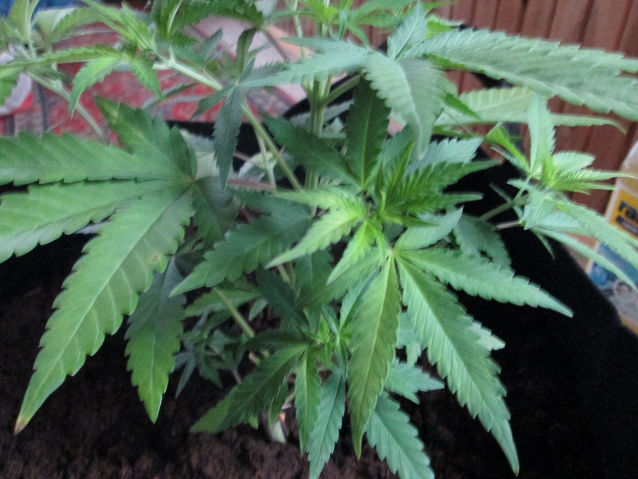 OCT15 Hash Plant yellowing - damage.JPG