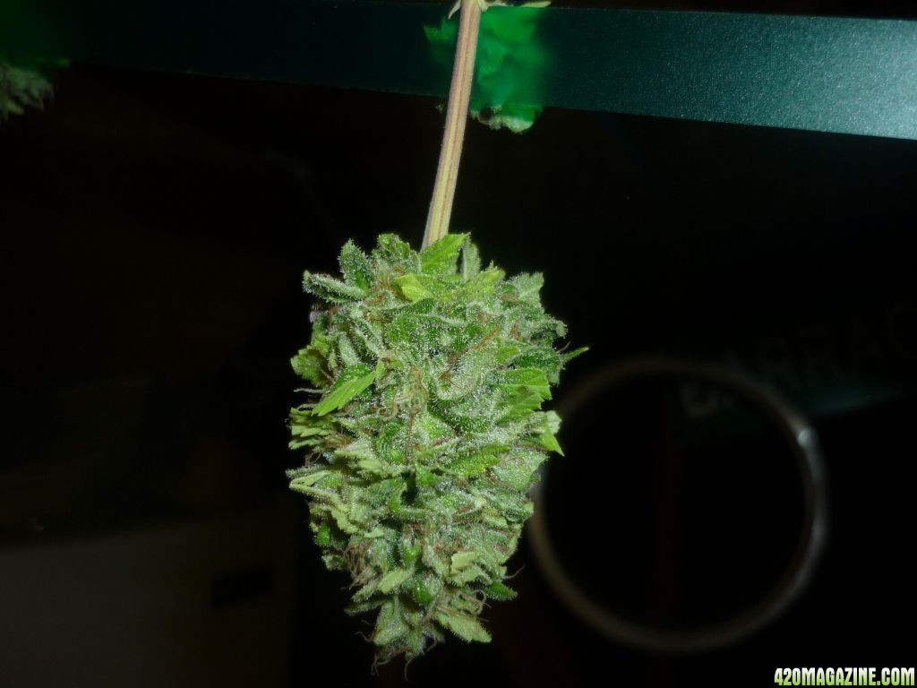 Oct_1st_Plant_Bud_Shot3