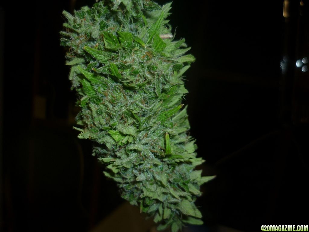 Oct_1st_Small_Plant_Bud_shot