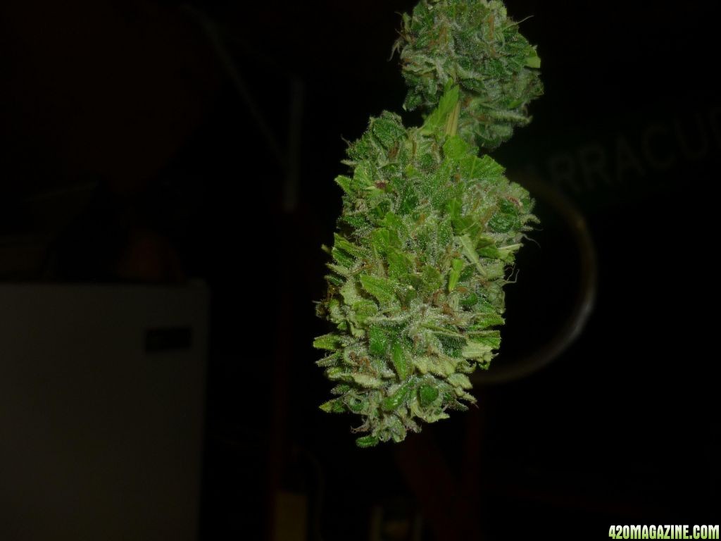 Oct_1st_Small_Plant_Bud_shot1