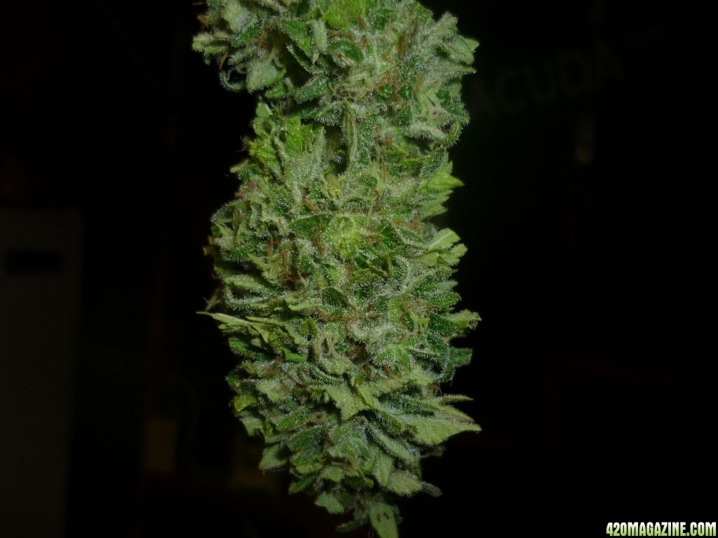 Oct_1st_Small_Plant_Bud_shot2