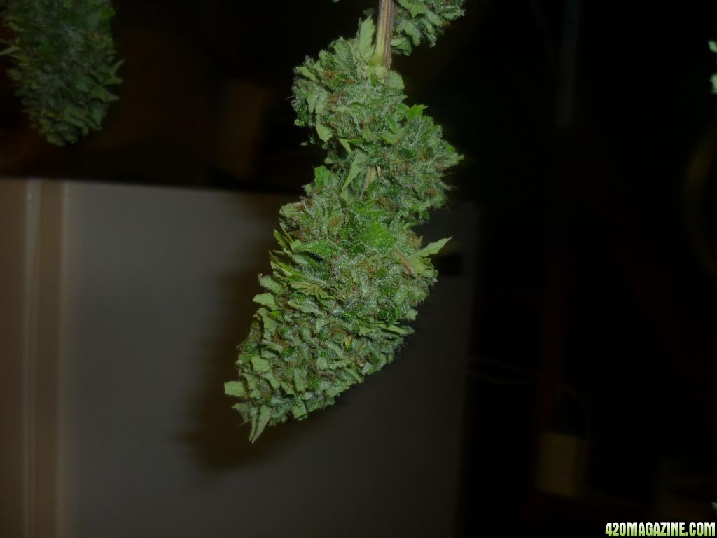 Oct_1st_Small_Plant_Bud_Shot5