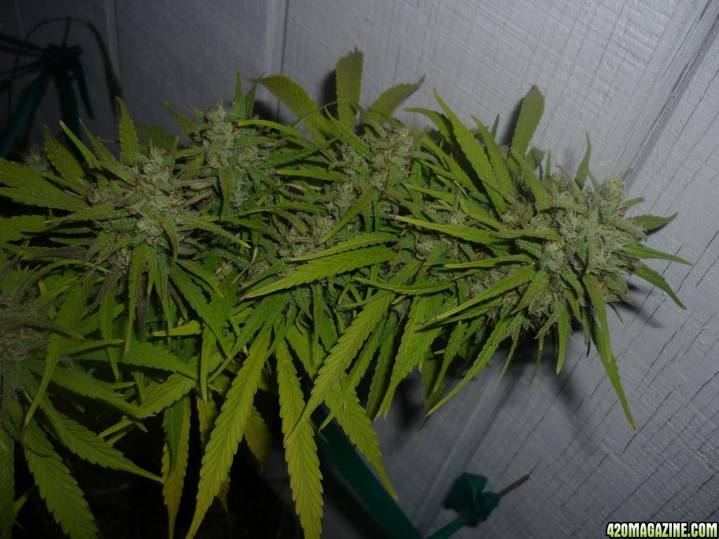 Oct_9th_Big_Plant8