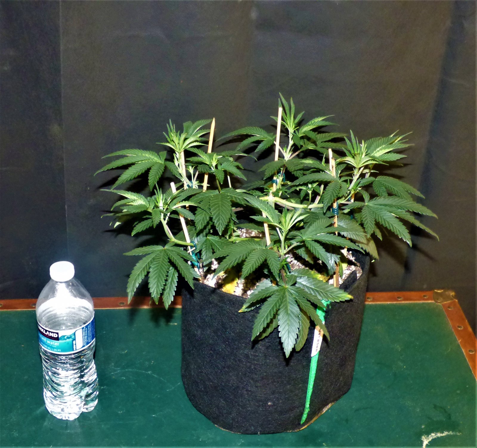 OG 10-16-21 Day39.JPG