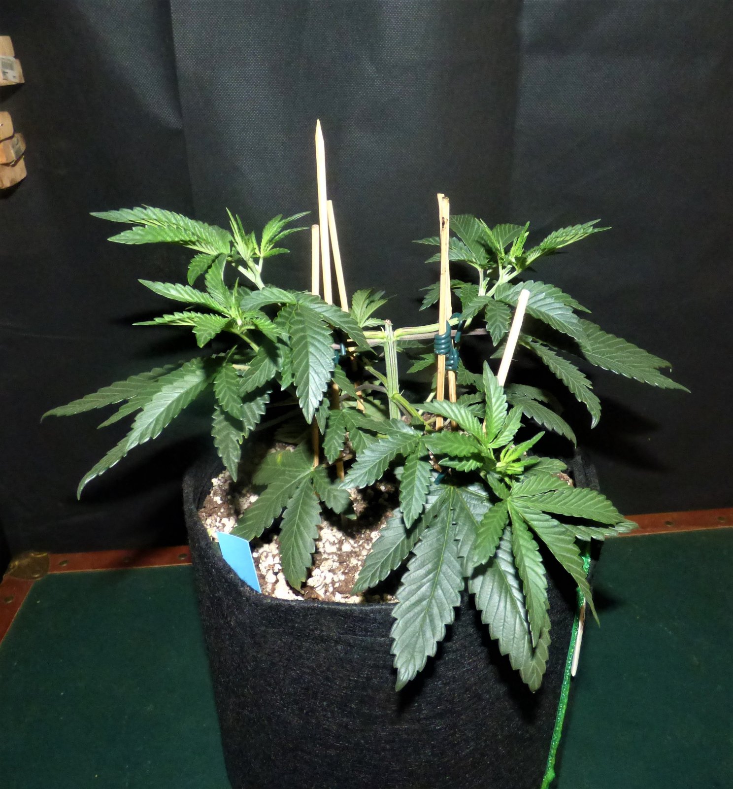 OG 10-9-21 Day32.JPG