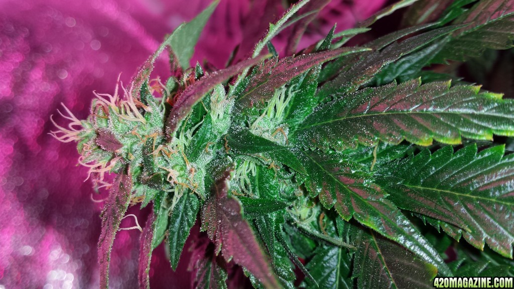 og #18 flowering little mommas under LED