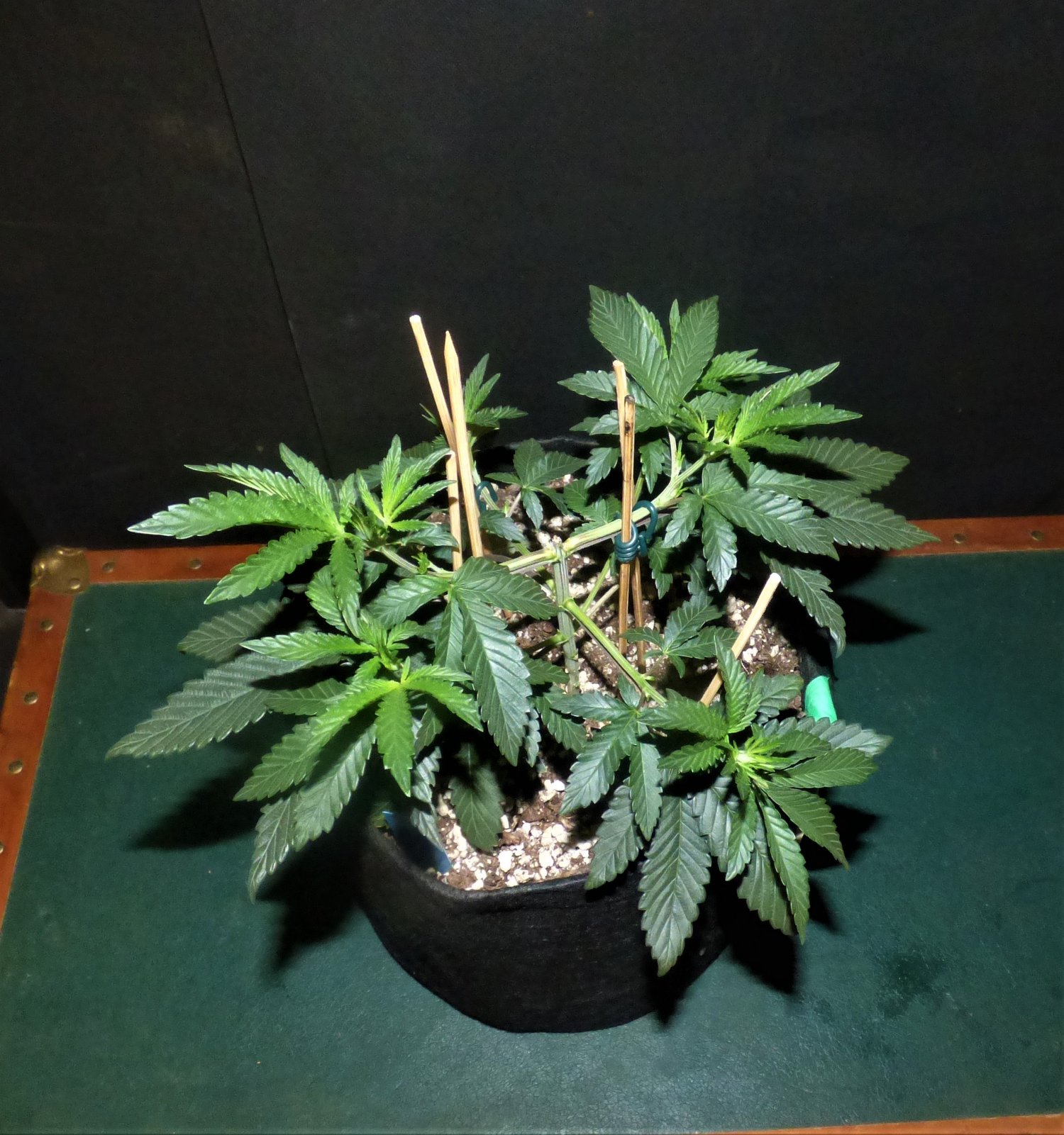 OG#2 10-9-21 Day32.JPG