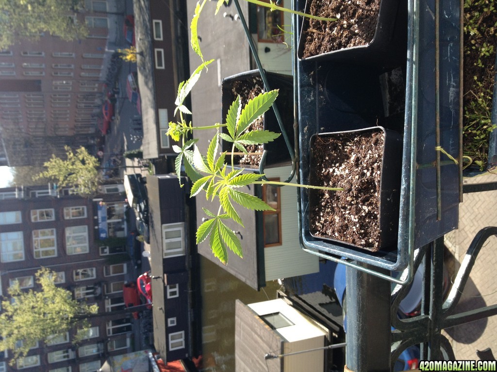 OG becomes BG ... Balcony Grown all organic