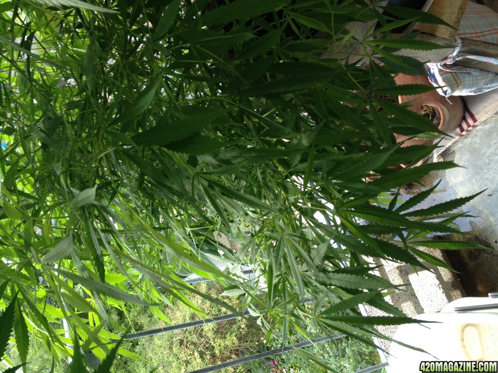 OG becomes BG ... Balcony Grown all organic