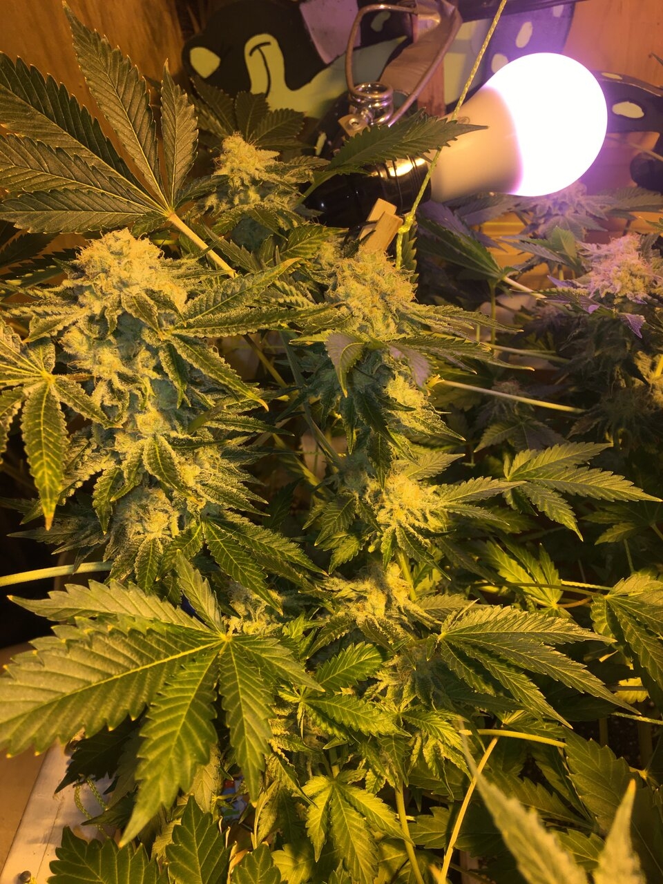 OG Girl Scout Cookies Days in Flower #53