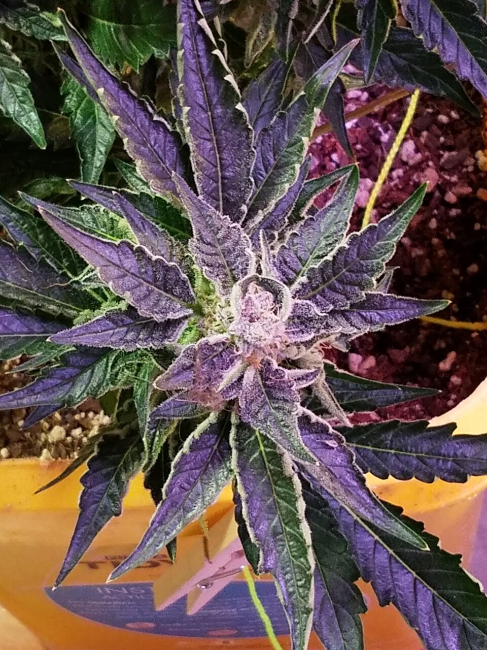 OG GSC Flower Day 51