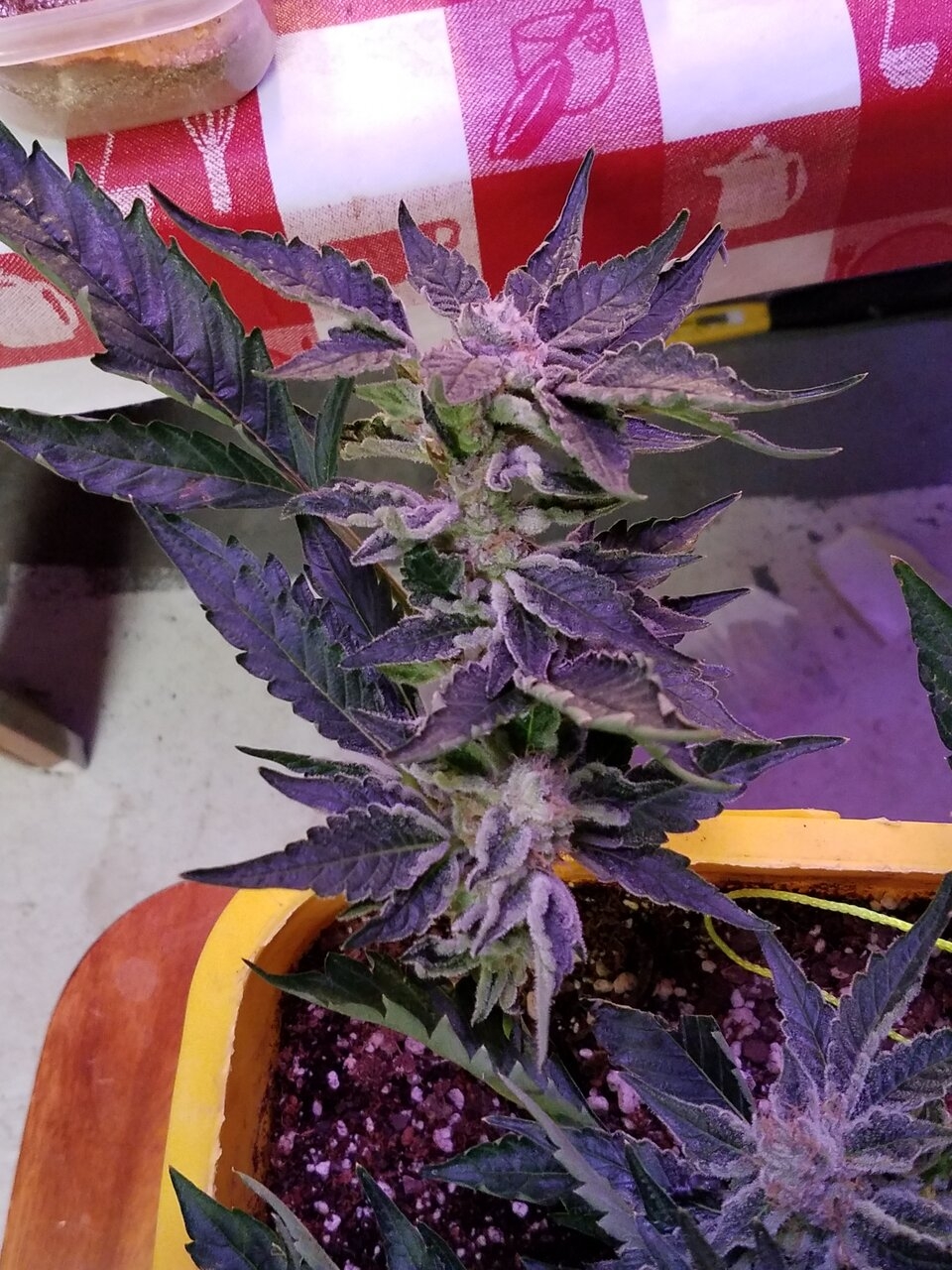 OG GSC Flower Day 51