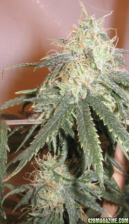 OG Kush 60 days in flower