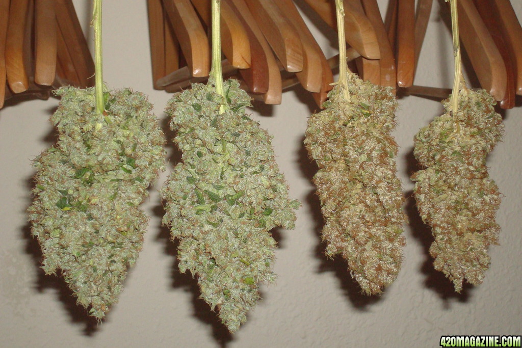 OG Kush &amp; Blue Widow Harvest (Drying &amp; Curing)