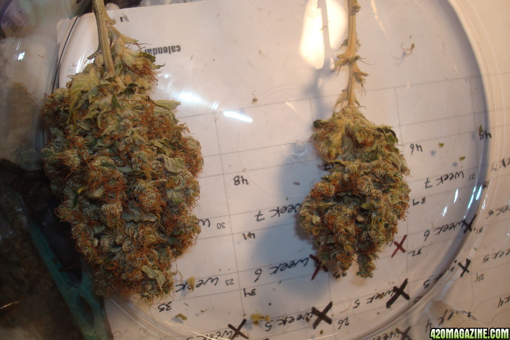 OG Kush &amp; Blue Widow Harvest (Drying &amp; Curing)