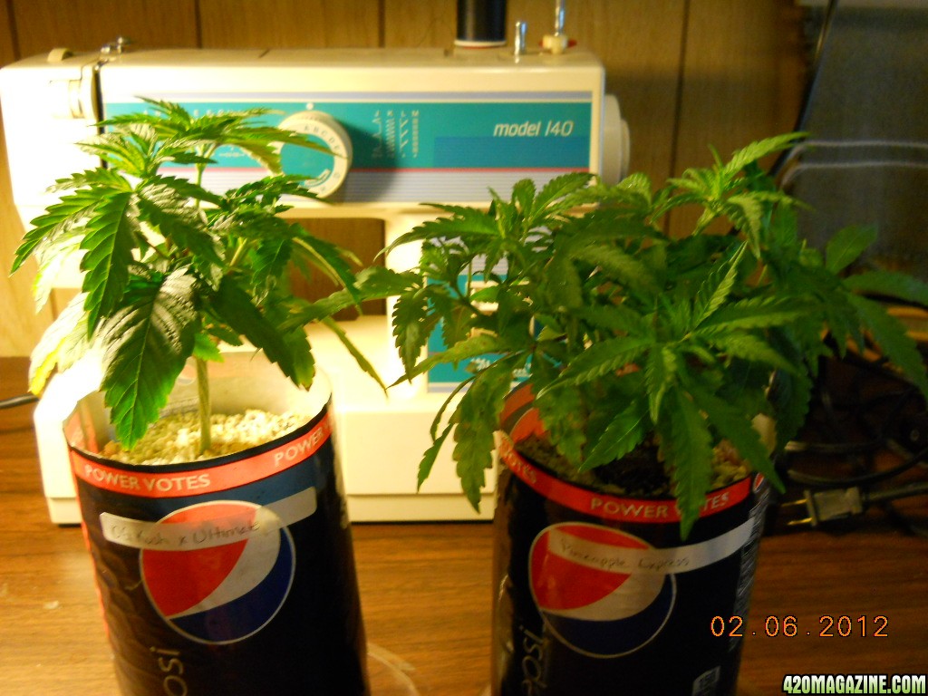 OG kush &amp; PE seedlings 2-6-12