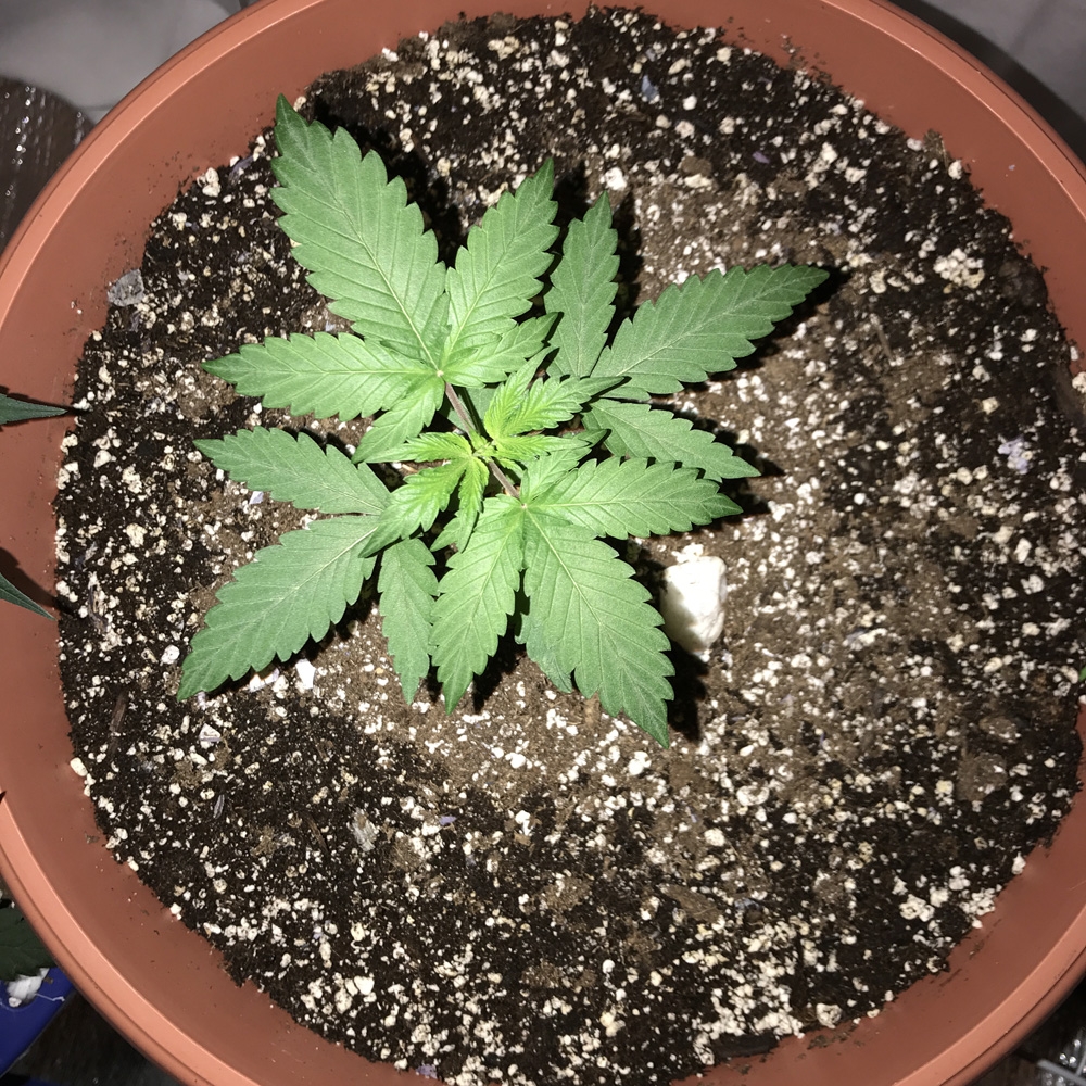 OG Kush Auto - Dinafem