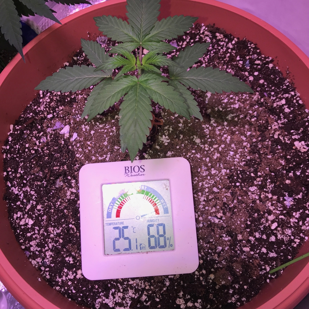 OG Kush Auto - Dinafem