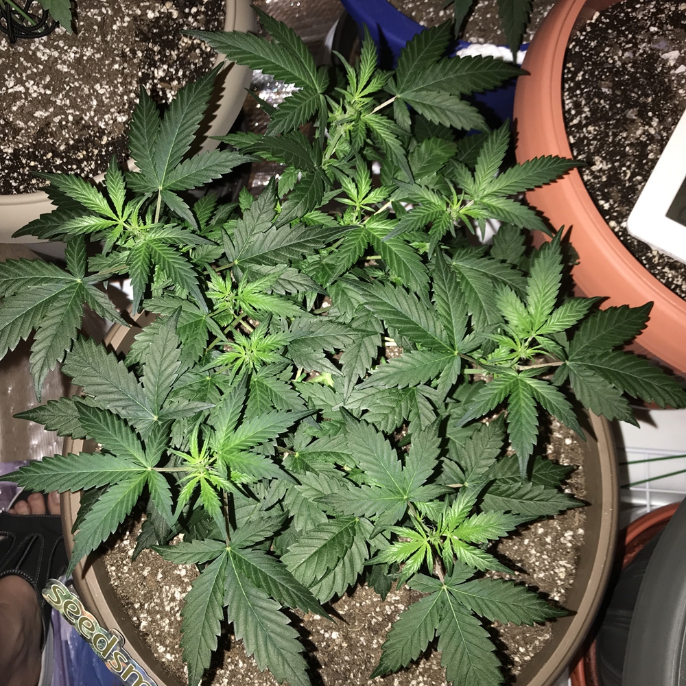 OG Kush Auto - Seedsman Genetics