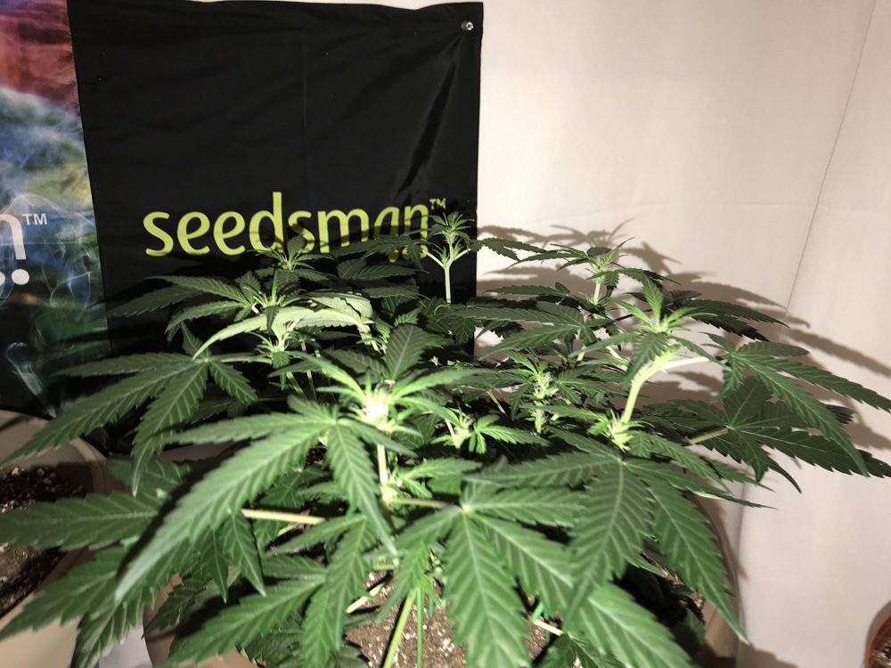 OG Kush Auto - Seedsman Genetics