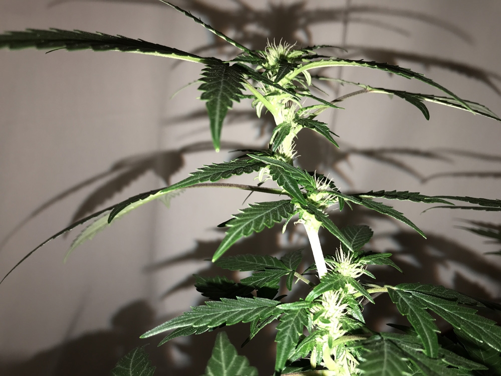 OG Kush Auto - Seedsman Genetics