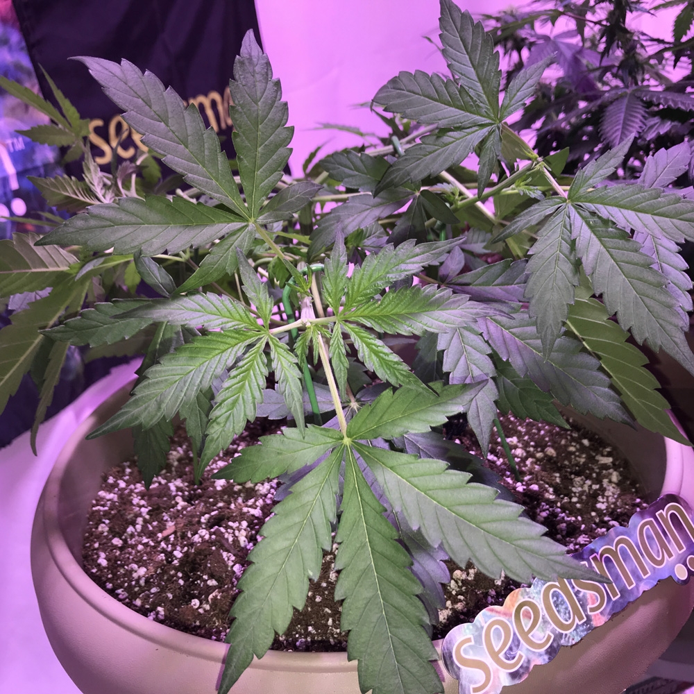 OG Kush Auto - Seedsman Genetics