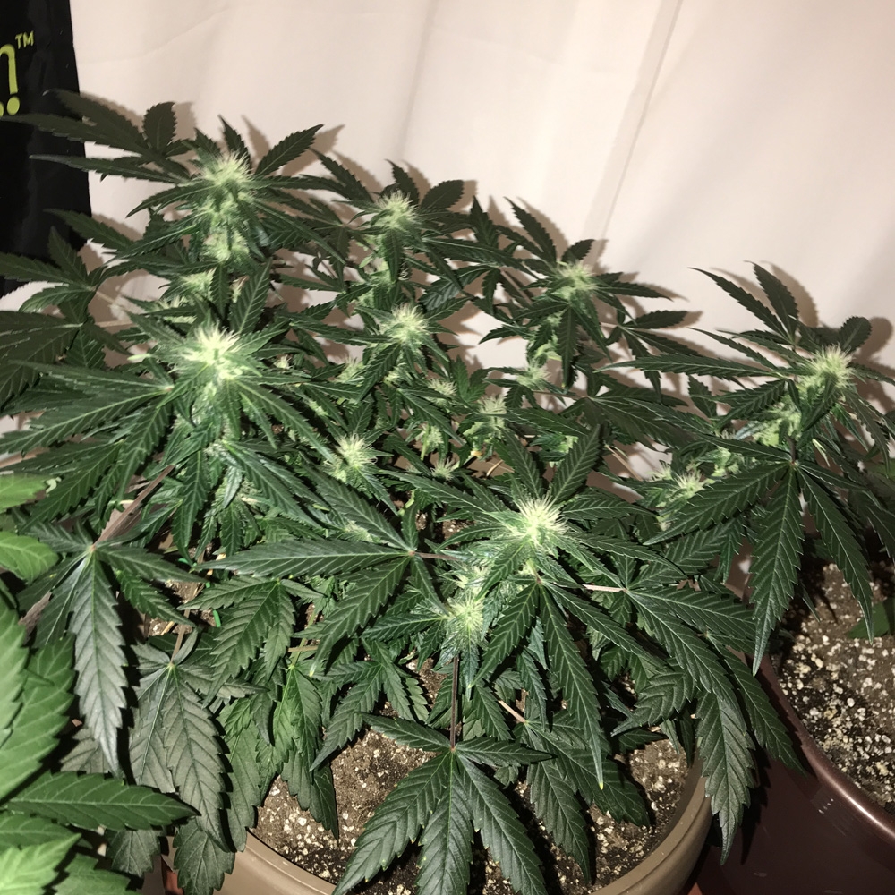 OG Kush Auto - Seedsman Genetics