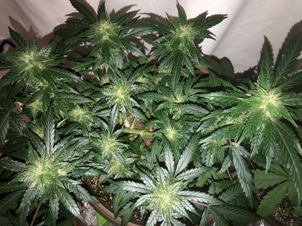 OG Kush Auto - Seedsman Genetics