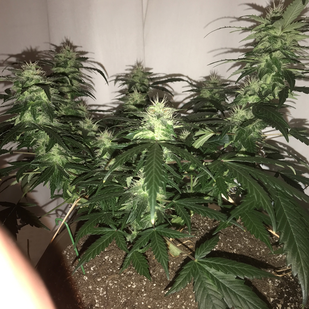 OG Kush Auto - Seedsman Genetics