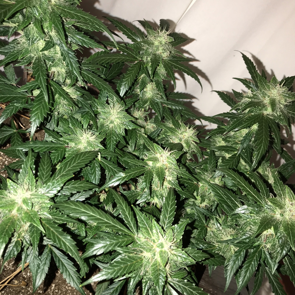 OG Kush Auto - Seedsman Genetics