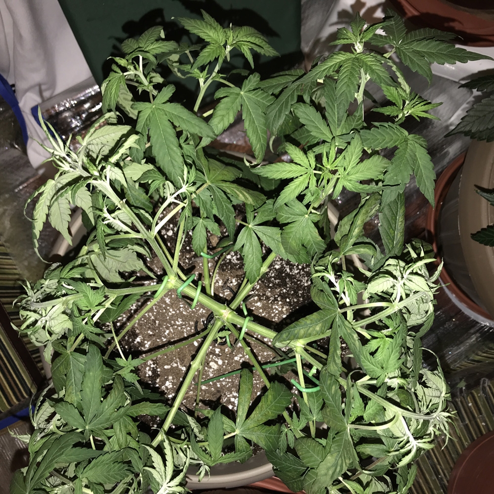 OG Kush Auto -