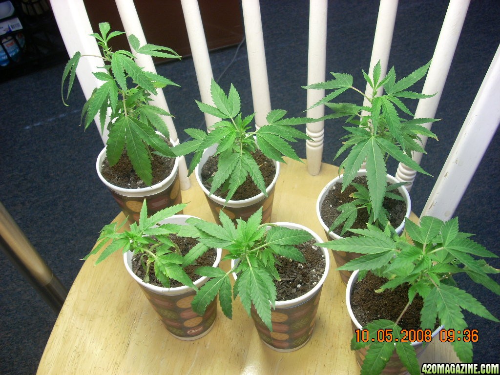 og kush babies 10/05/08