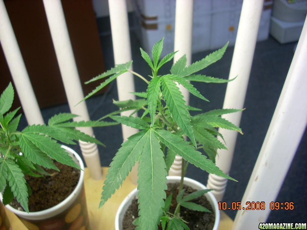 og kush babies 10/05/08