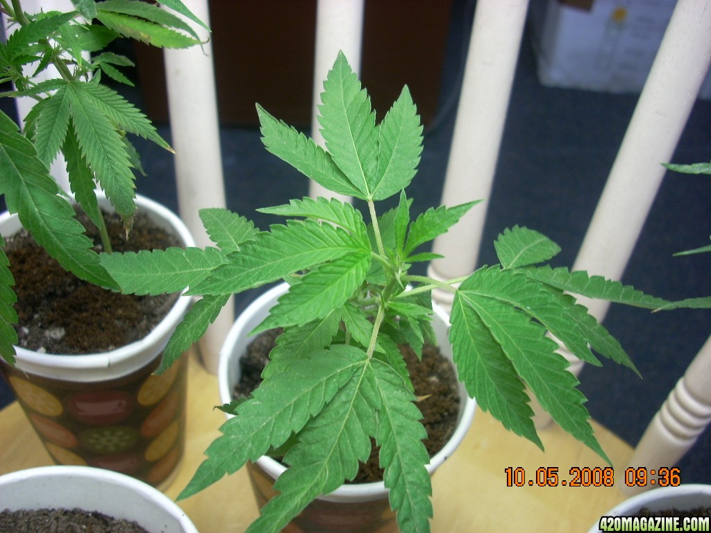 og kush babies 10/05/08