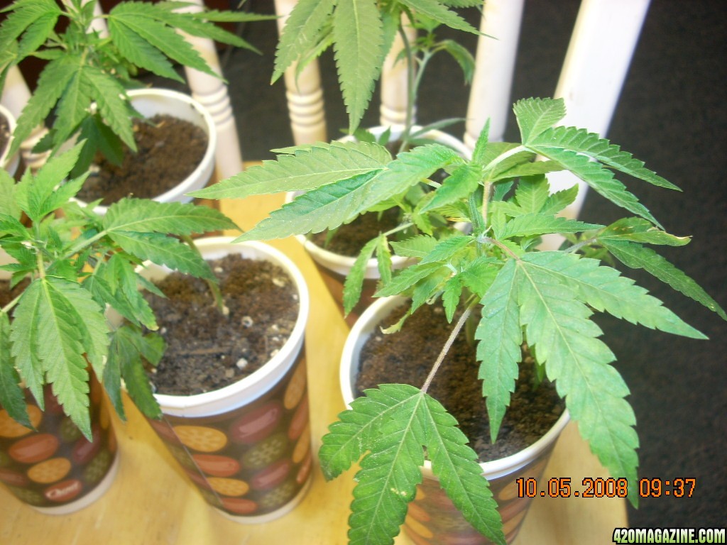 og kush babies 10/05/08