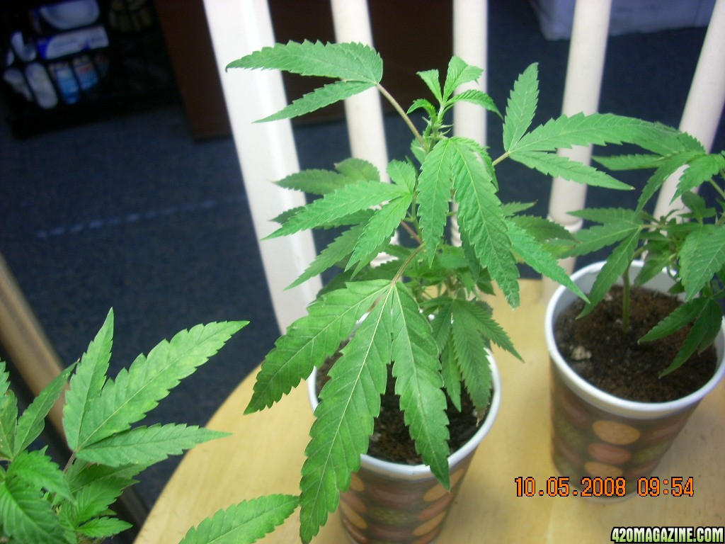 og kush babies 10/05/08