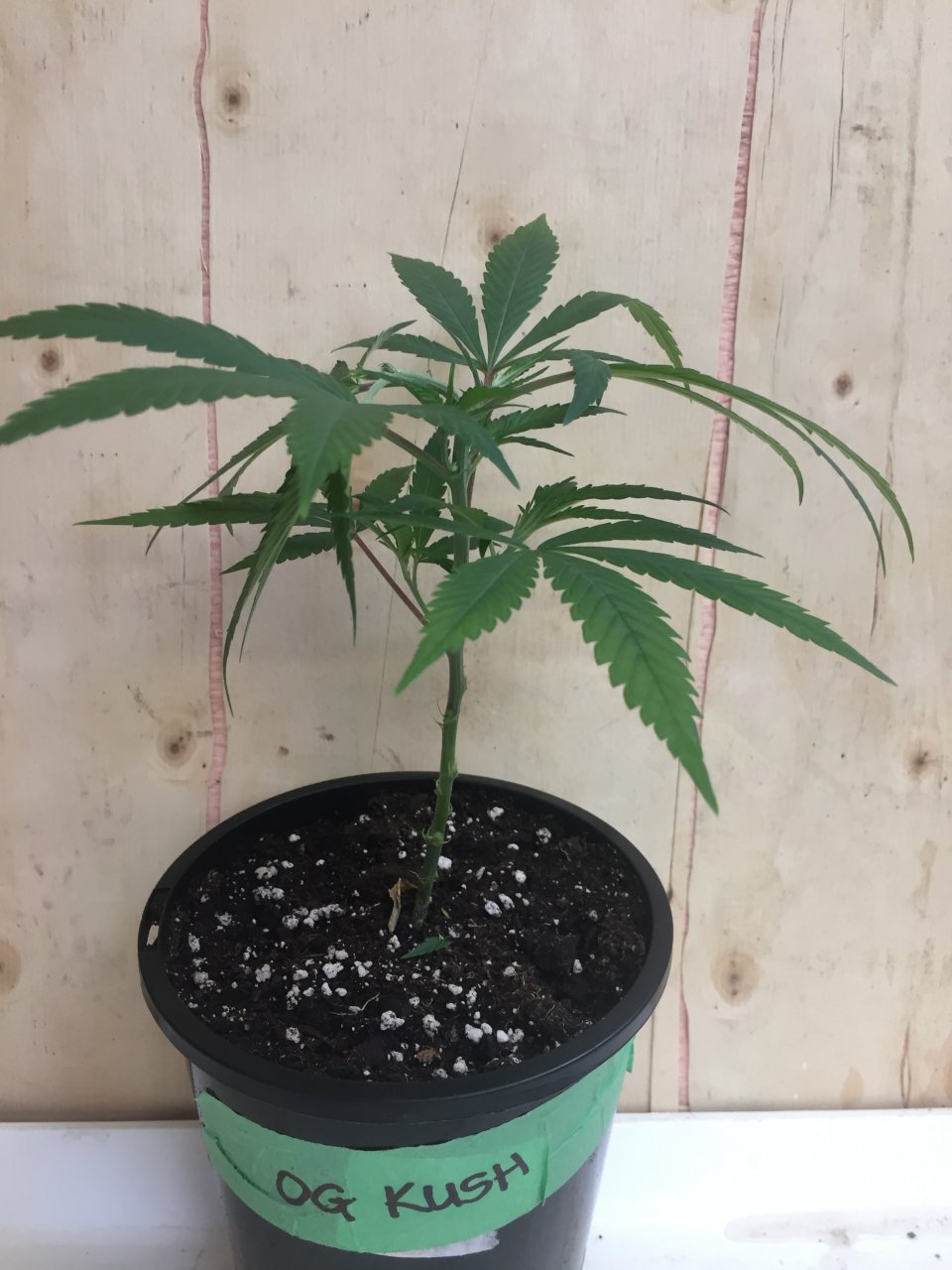 OG Kush clone