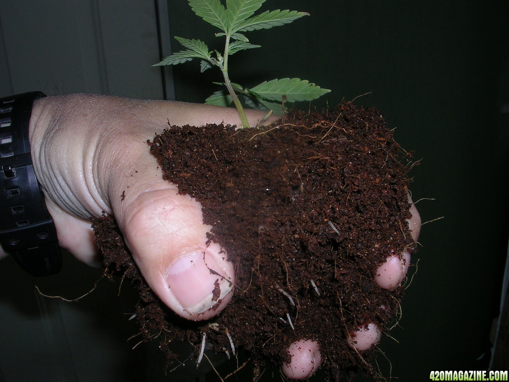 OG Kush Clone