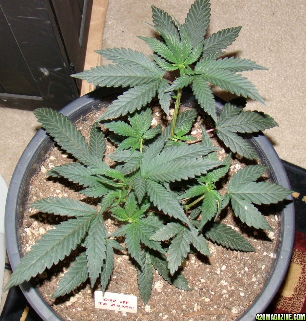 OG Kush clone