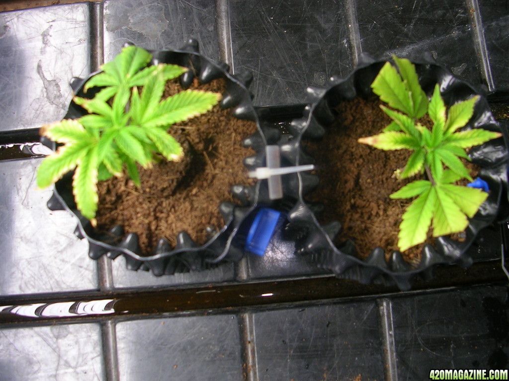 OG Kush Clones that are krispy