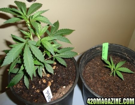 og kush clones