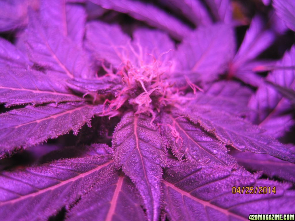 OG Kush day 35 of flower