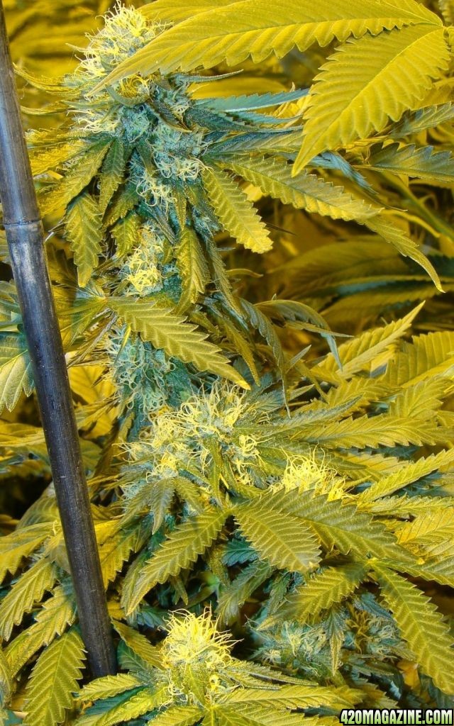 OG Kush day 37