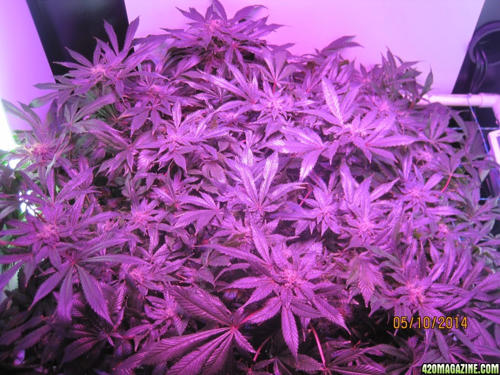 OG Kush day 50 of flower