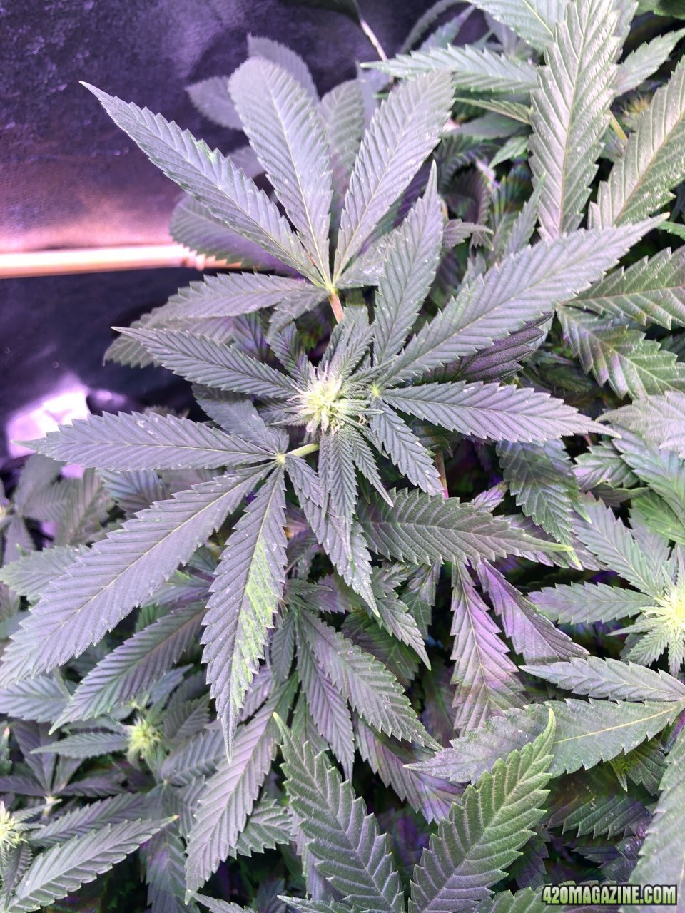 OG Kush f15