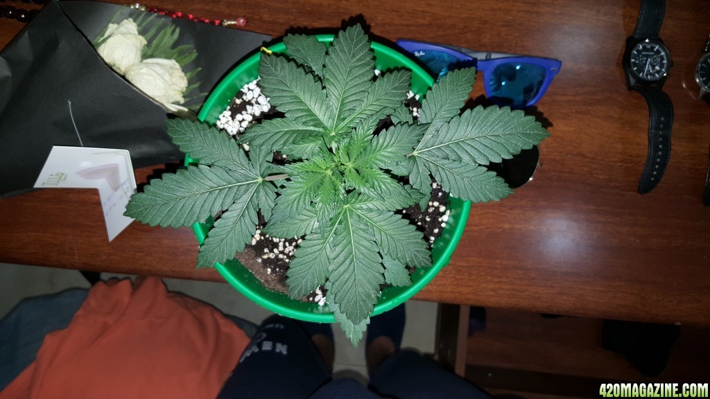 OG Kush feminized 18 Days old