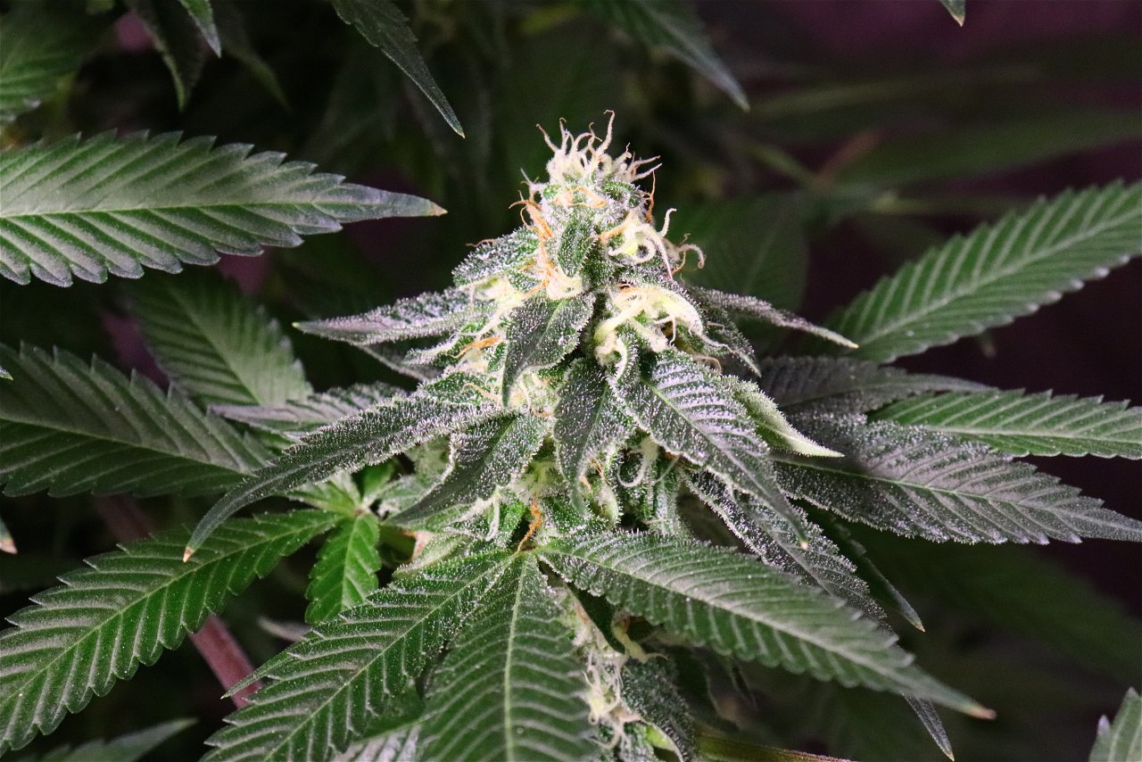 OG Kush Feminized #2