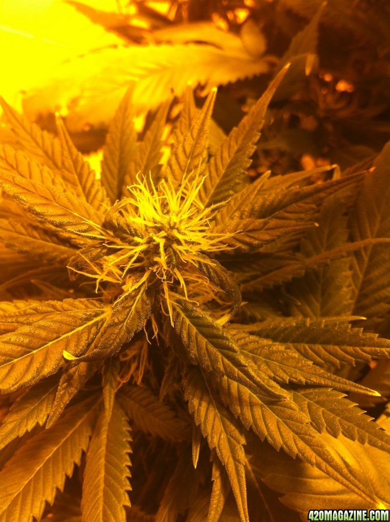 OG Kush Flowering