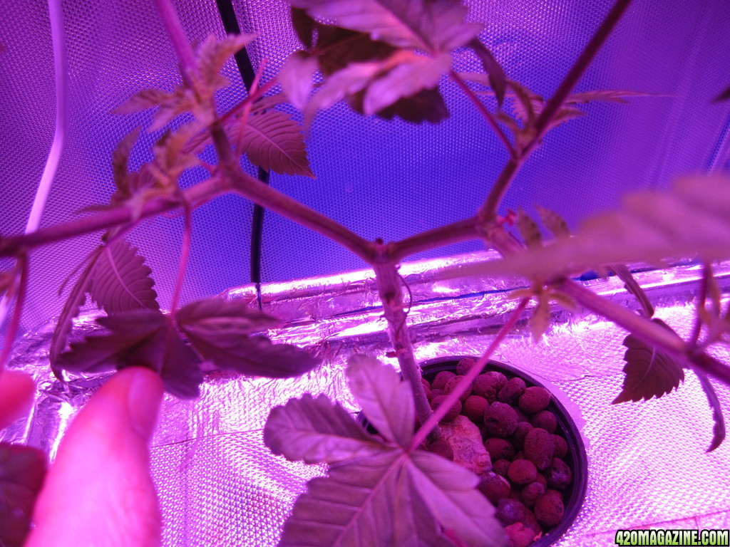 OG Kush LED DWC