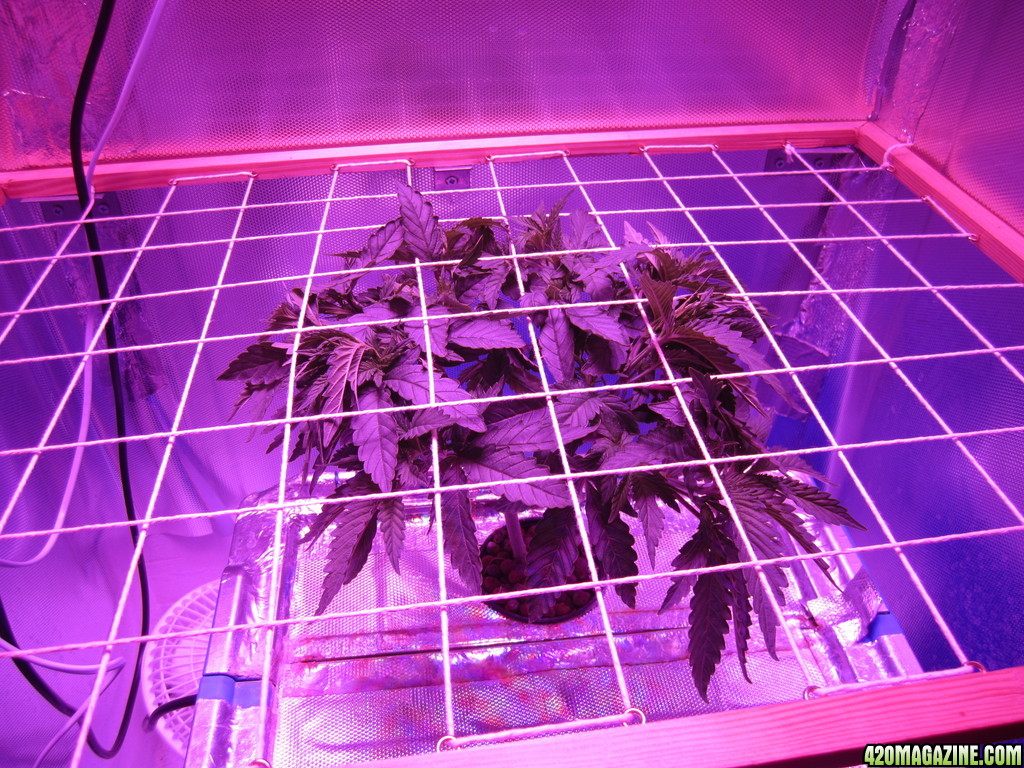 OG Kush LED DWC